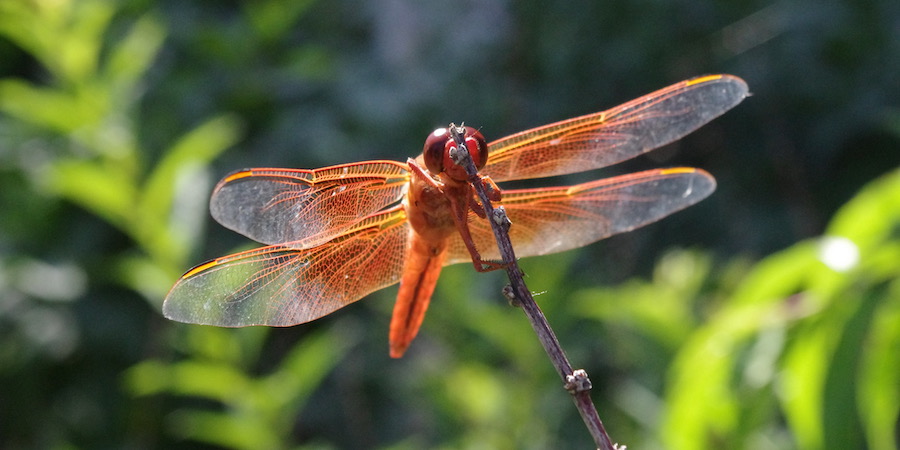 dragonfly