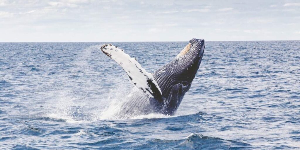 humpback-whale